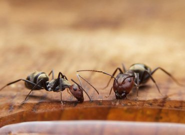 Sambhaji Nagar bird Netting