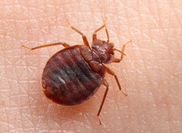 Sambhaji Nagar bird Netting