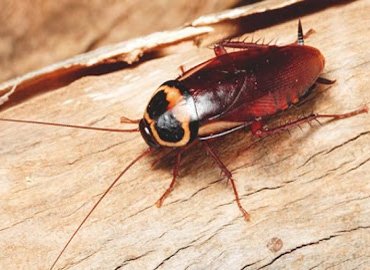 Sambhaji Nagar bird Netting